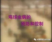 夏季球蟲到底該怎么預(yù)防治療？都在這里！