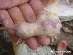 肉雞最頭疼的還是腺肌胃炎，到底該怎么解決？